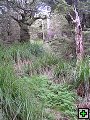 thn_NZ leden-unor 2006 192.jpg